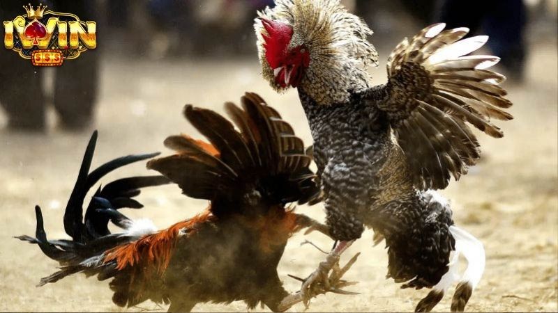 Bật mí cách chơi và luật chơi đá gà IWIN Bật mí cách chơi và luật chơi đá gà IWIN