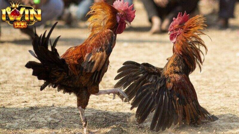 Kinh nghiệm và lưu ý khi chơi đá gà IWIN Kinh nghiệm và lưu ý khi chơi đá gà IWIN