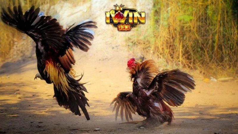 Giới thiệu về bộ môn đá gà tại cổng game IWIN Giới thiệu về bộ môn đá gà tại cổng game IWIN