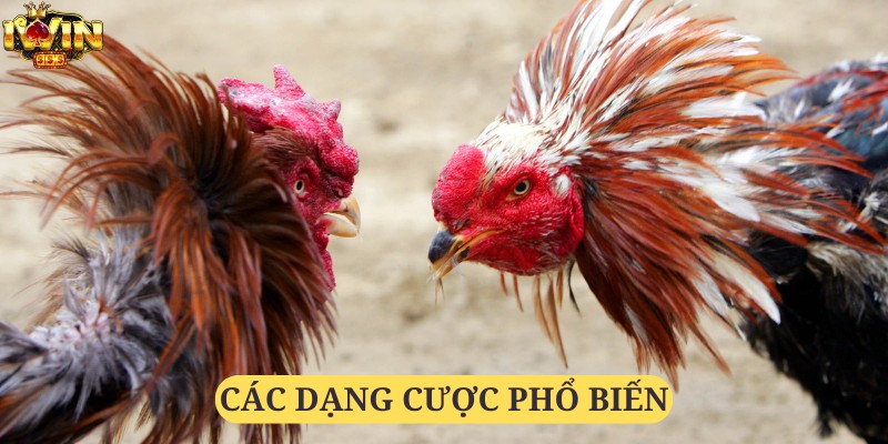 Các dạng cược thông dụng nhất khi tham gia đá gà tre