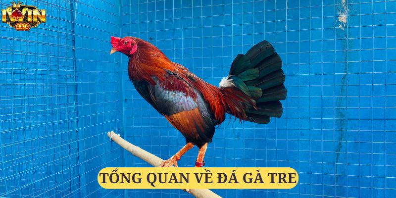 Đá gà tre vẫn luôn là một loại hình giải trí hàng đầu tại nền tảng iWin