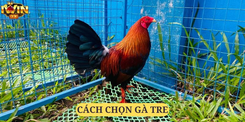 Lựa chọn gà tre cũng là một kỹ năng không hề dễ dàng